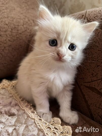 Котенок в добрые руки