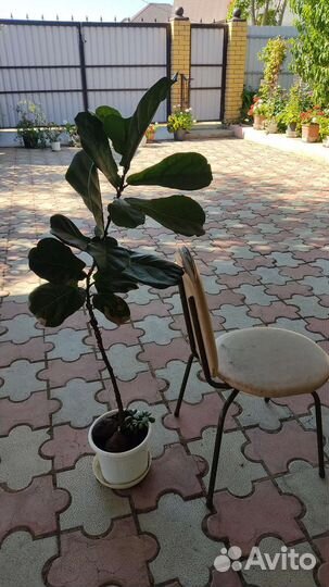 Фикус лировидный