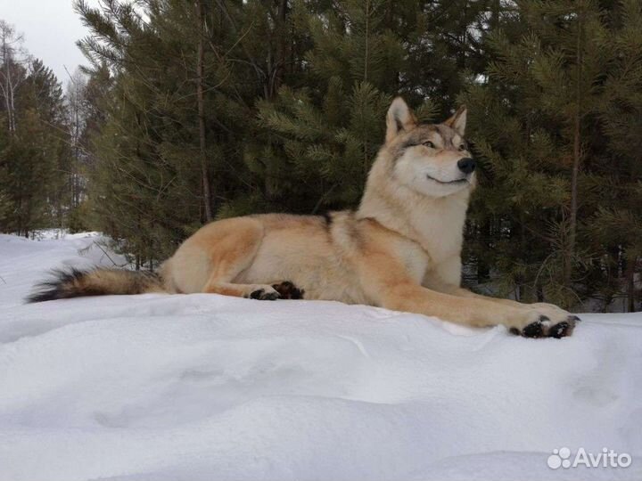 Чучело волка