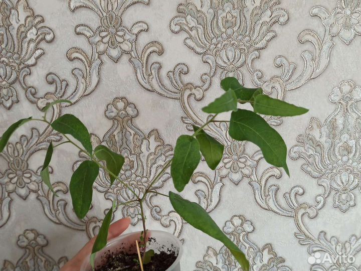 Эвкалипт лимонный