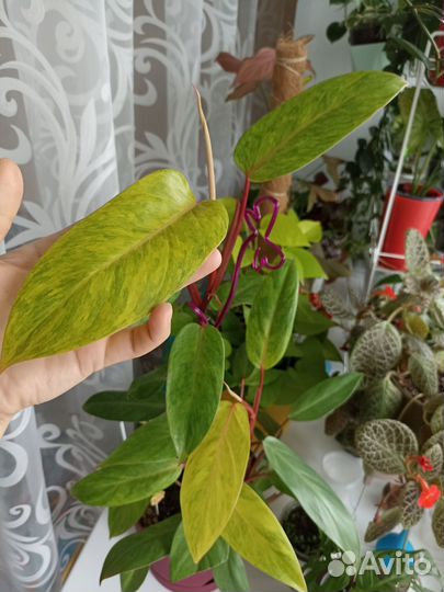 Комнатные растения цветы