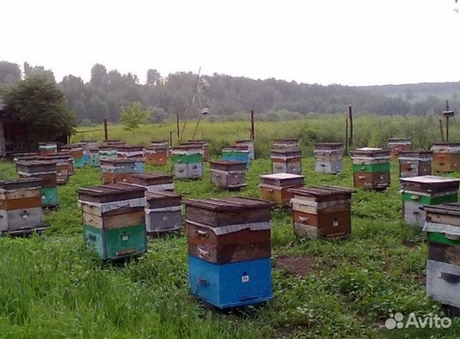 Мед 24 года Алтайский оптом