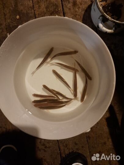 Продажа живцов