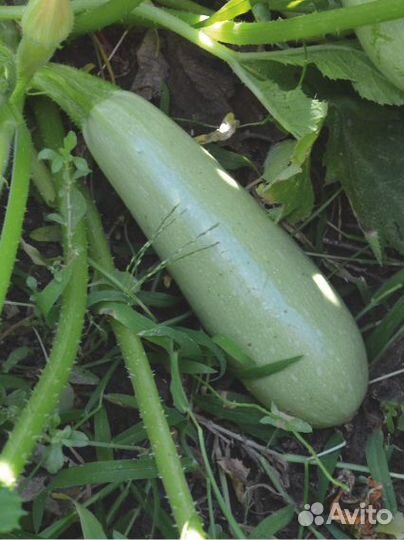 Семена Кабачка