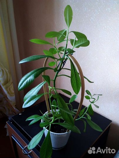 Дримиопсис