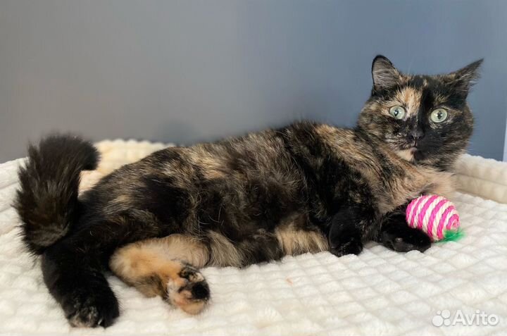 Дом кошечке