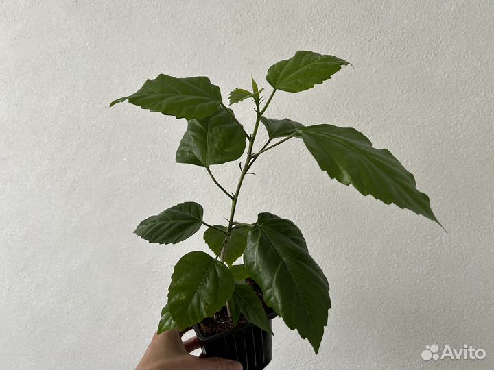 Китайская роза (гибискус)