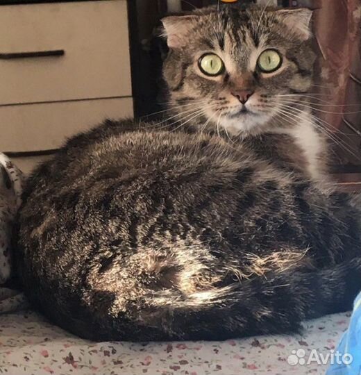 Кошка в дар
