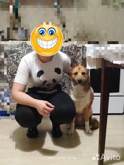 Передержка животных