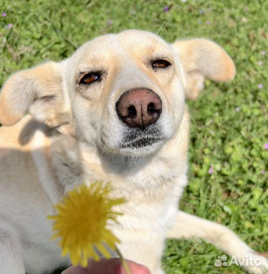 Собака в добрые руки
