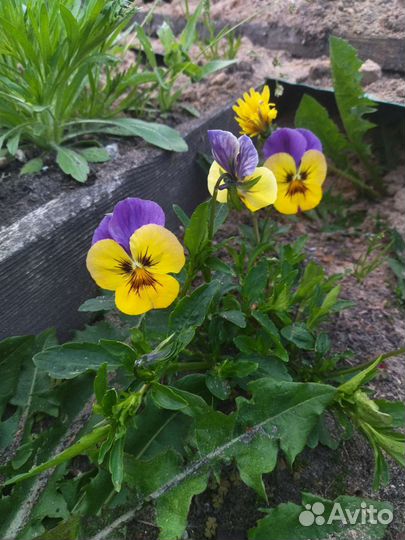 Рассада виолы