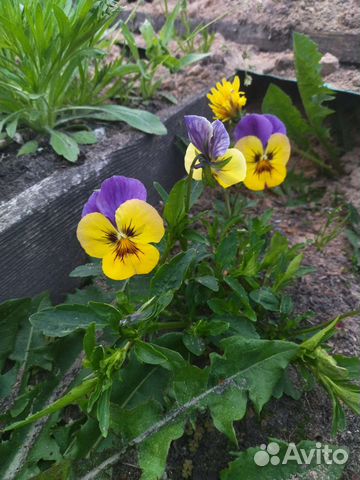 Рассада виолы