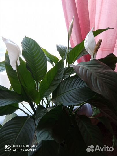 Спатифиллум