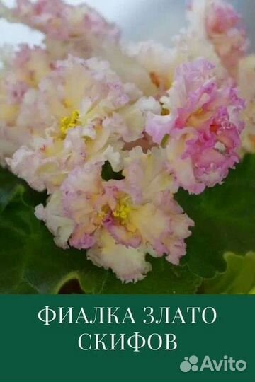 Фиалки набор №1 укорененных листов 7 разных сортов