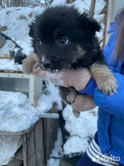 Щенок девочка в добрые руки