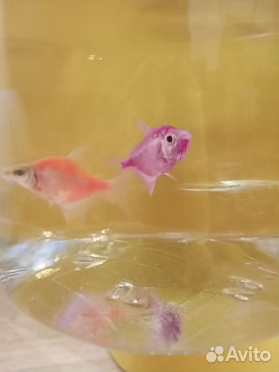 Аквариум в комплекте