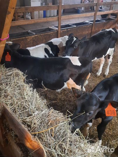 Телята бычки бык