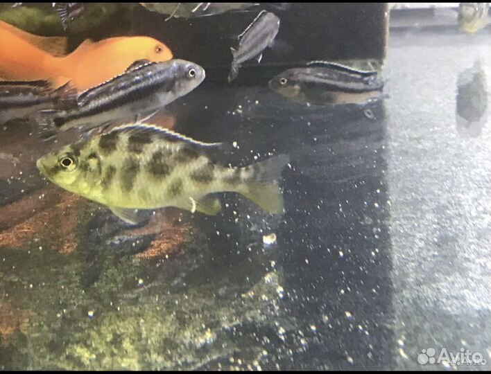 Аквариумные рыбы