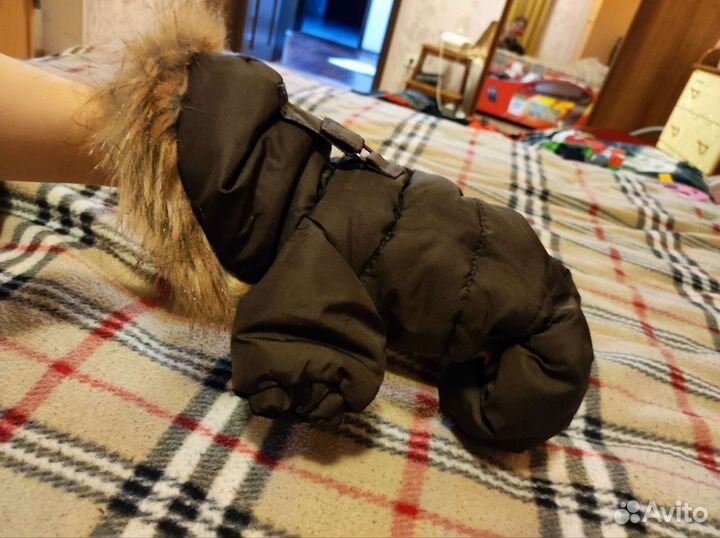Одежда для маленьких собак xs