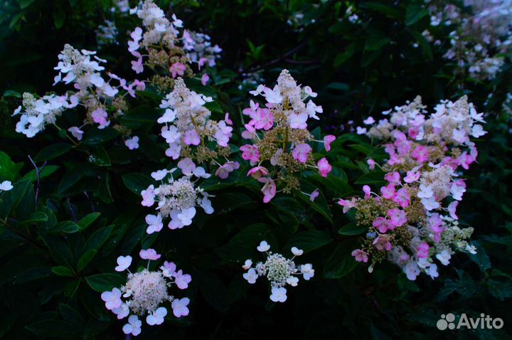 Гортензия метельчатая крупномер