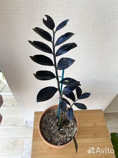 Замиокулькас черный равен в горшке