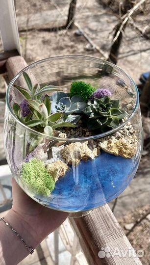 Флорариум, суккуленты