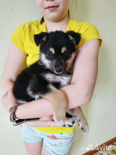 Милые щеночки