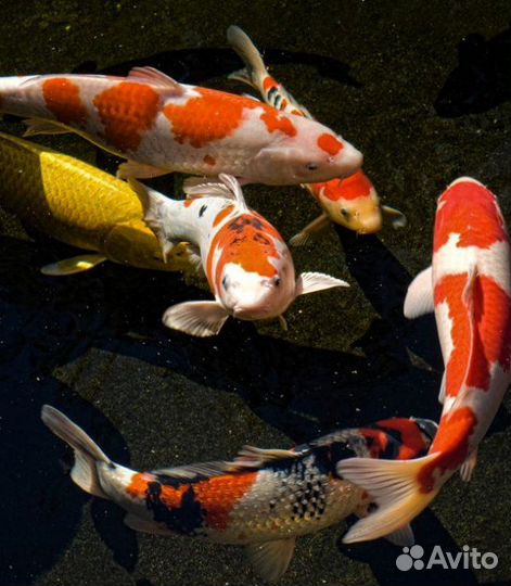 Корм для карпа Кои