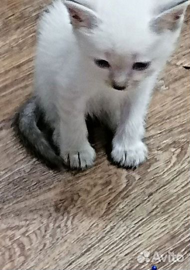 Кошка и два кота