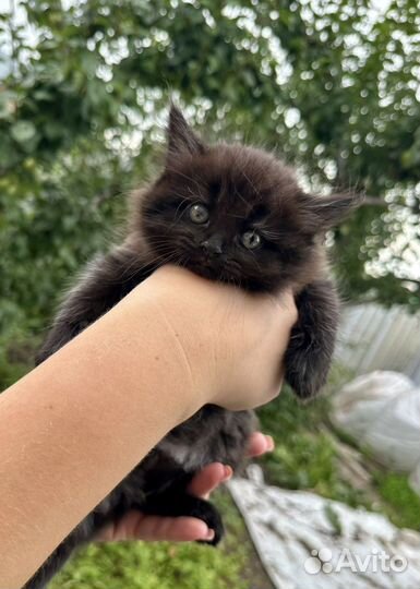 Британские котята