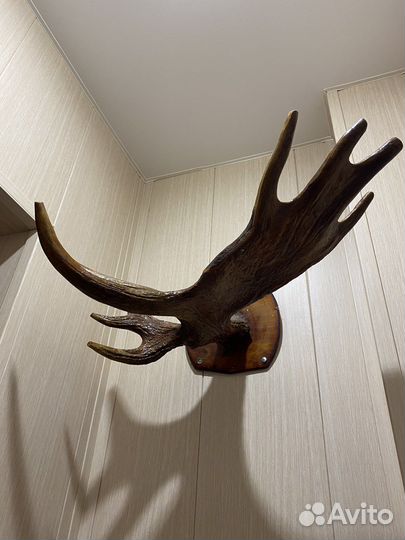 Рога лося