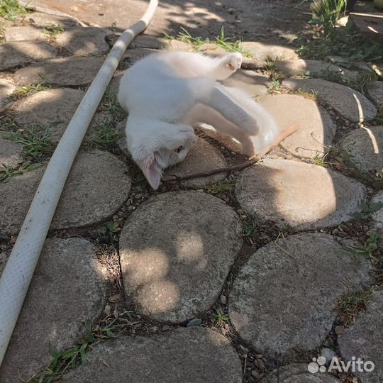 Кошечка-подкидыш