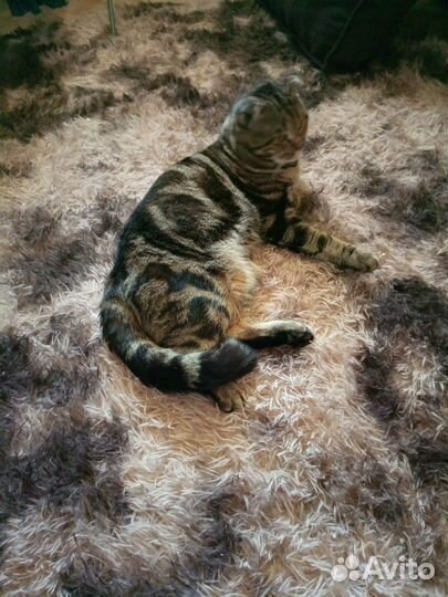 Отдам котика в добрые руки