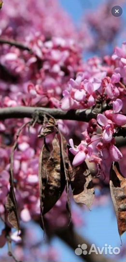 Семена Багрянника