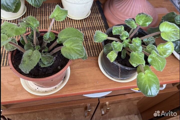 Цветы комнатные отростки