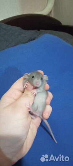 Декоративная крыса дамбо