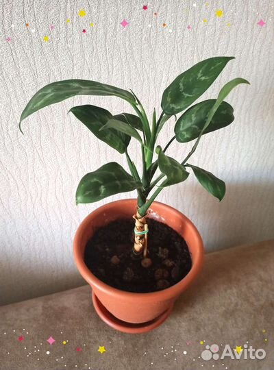 Комнатные цветы,Фикусы,Аглаонема,Денежное