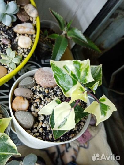 Фикус пумила Дуболистный,Уайт санни,селагинелла