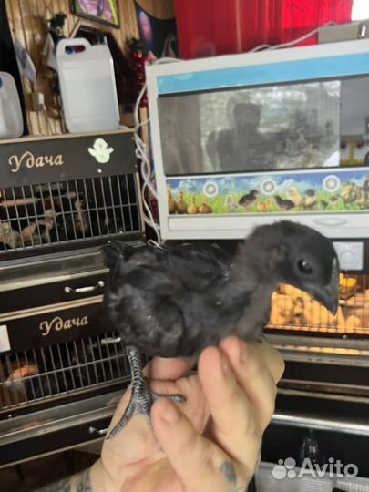 Аям Цемани петух 3-4 мес черный разнокровный