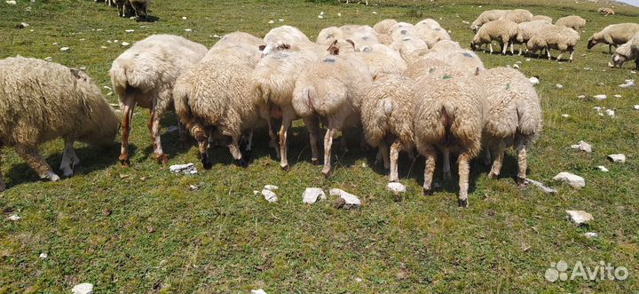 Ягнята ярочки