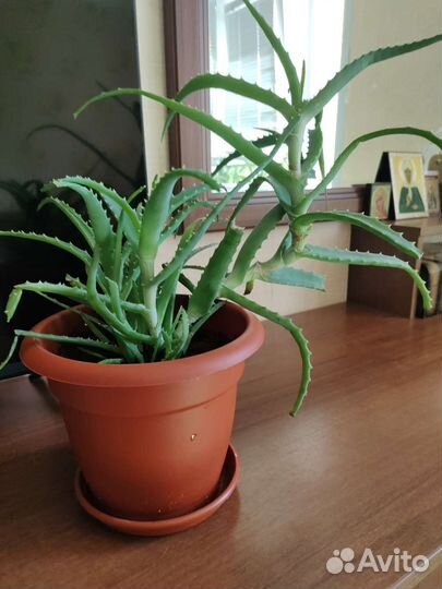 Алоэ столетник