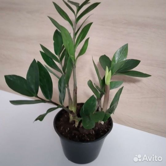 Замиокулькас комнатные цветы