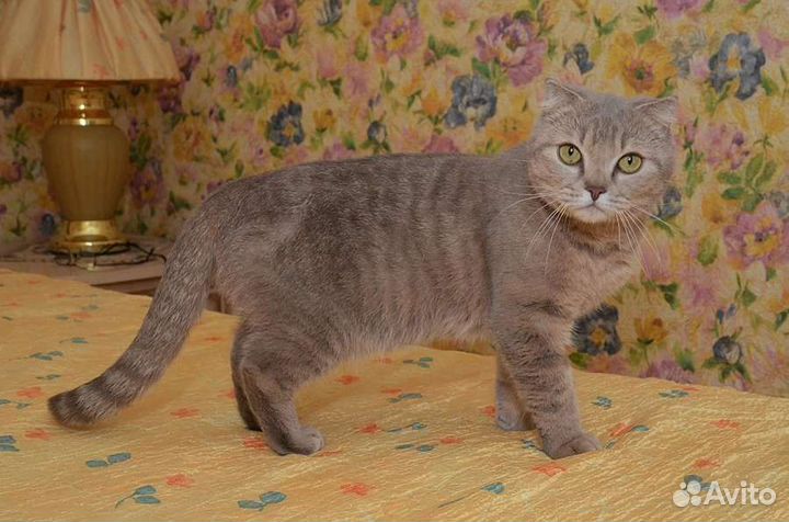 Фанта, 2 года, стерилизована и привита