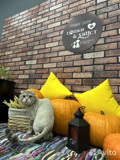 Шотландский кот вязка