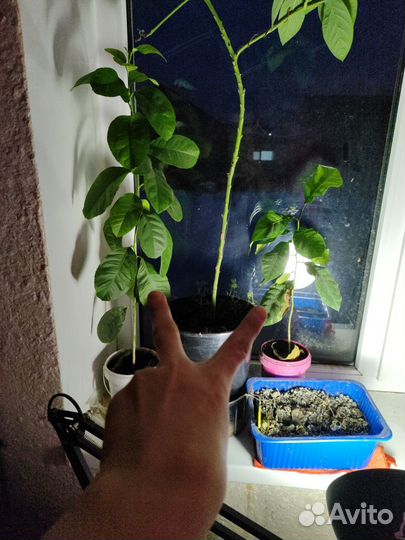 Экзотические растения