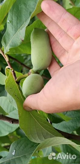 Саженцы азимина