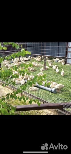 Мясо утки мулард