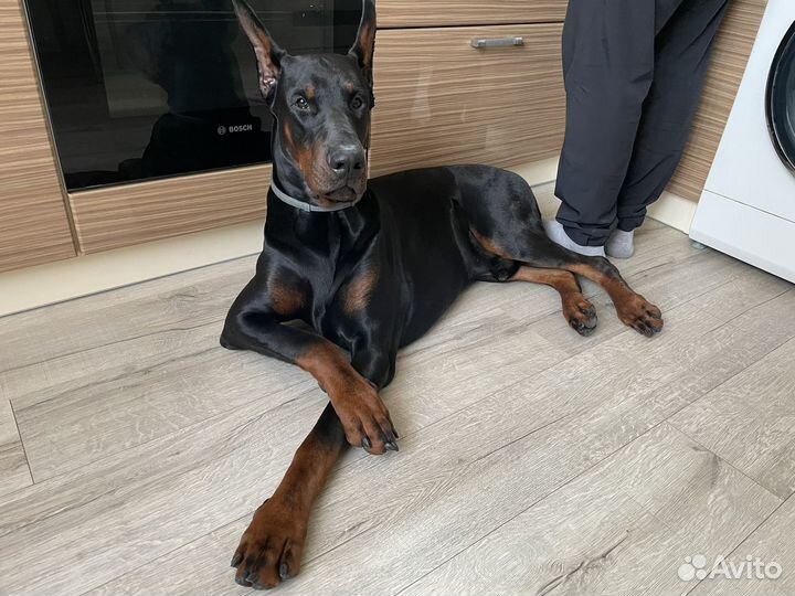 Доберман вязка