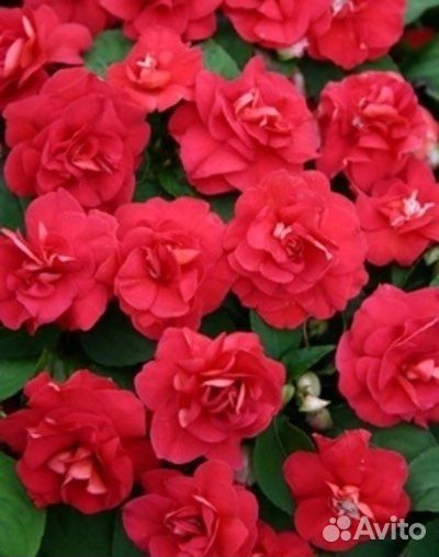 Бальзамины