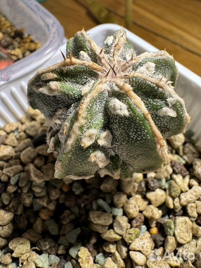 Кактус астрофитум мириостигма культивары